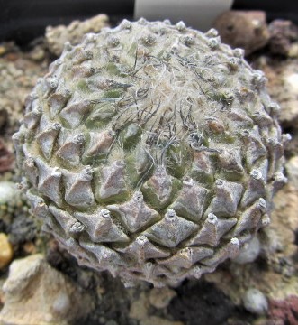 Encephalocarpus <br>strobiliformis 