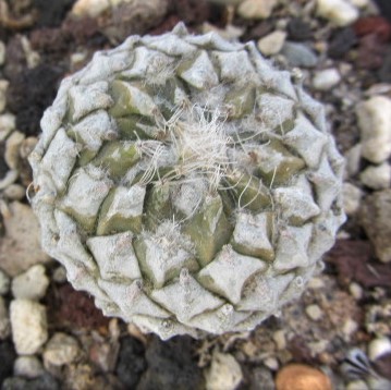 Encephalocarpus <br>strobiliformis 