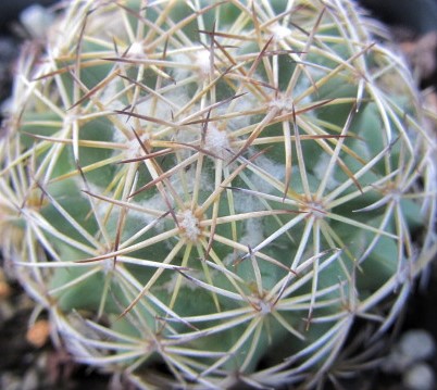Coryphantha <br>reduncispina