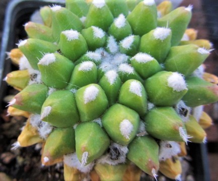 Mammillaria <br>compressa monstrosa inermis 
