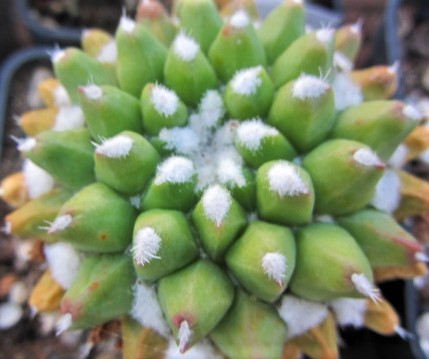 Mammillaria <br>compressa monstrosa inermis 
