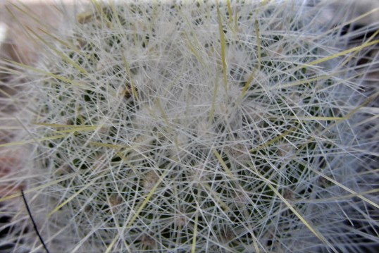 Thelocactus <br>conothelos macdowelli