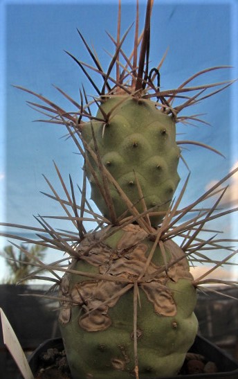 Tephrocactus <br>aoracanthus