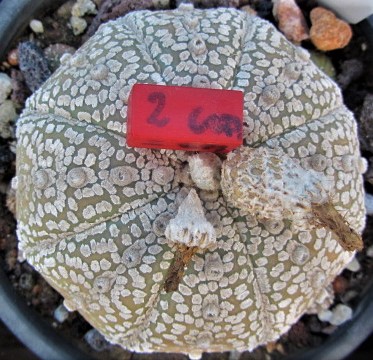 Astrophytum <br>kabuto giant form