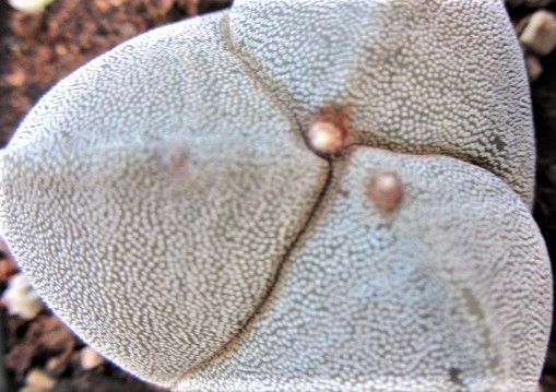 Astrophytum <br>myriostigma  tricostato
