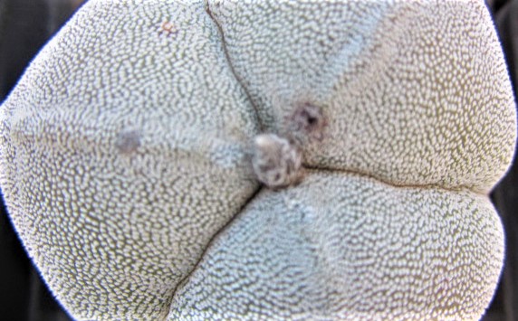 Astrophytum <br>myriostigma tricostato