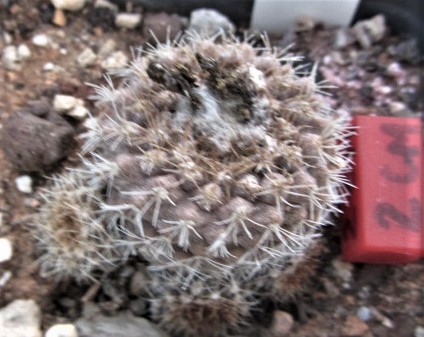 Copiapoa <br>cv laui  