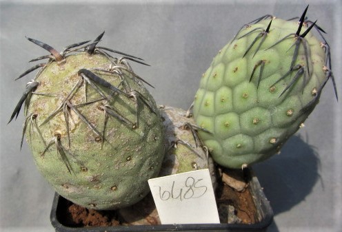 Tephrocactus <br>alexanderi geometricus
