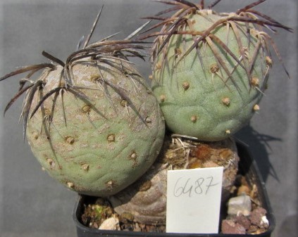 Tephrocactus <br>alexanderi geometricus