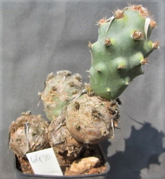 Tephrocactus articulatus papyracanthus inermis