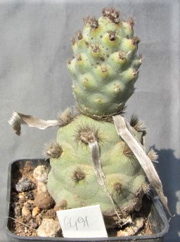 Tephrocactus articulatus papyracanthus