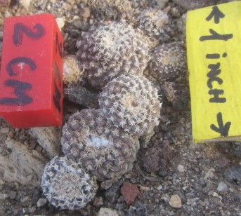 Copiapoa <br>laui