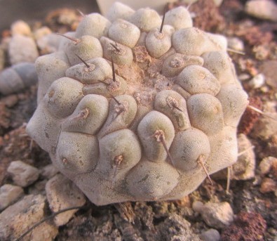Copiapoa <br>columna alba