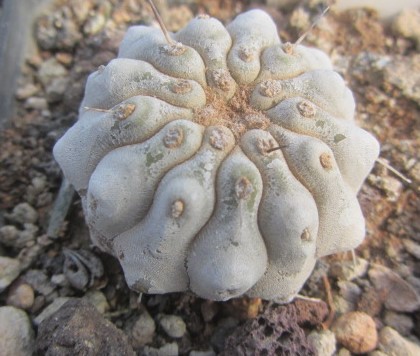 Copiapoa <br>columna alba