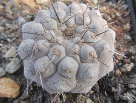 Copiapoa <br>columna alba