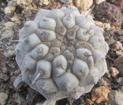 Copiapoa <br>columna alba