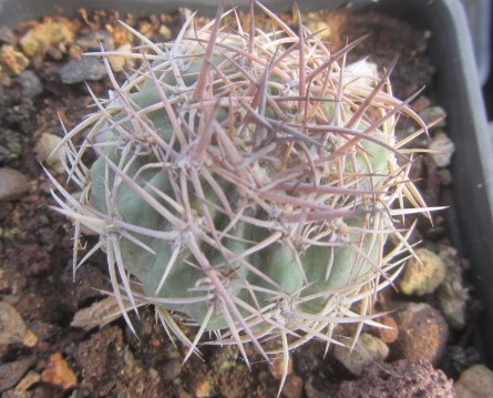 Acanthocalycium <br>thionanthum form