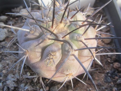 Copiapoa <br>longistaminea