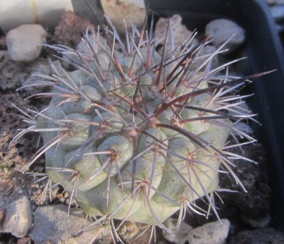 Copiapoa <br>longistaminea