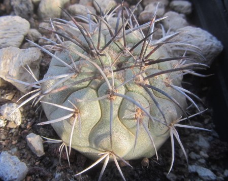 Copiapoa <br>longistaminea