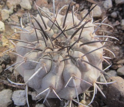 Copiapoa <br>longistaminea