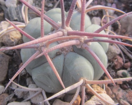 Echinocactus <br>horizonthalonius