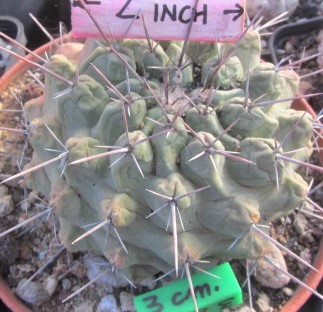 Thelocactus <br>rinconensis  fma