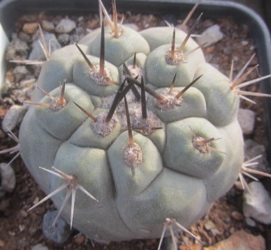Copiapoa <br>cinerea
