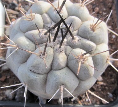 Copiapoa <br>cinerea