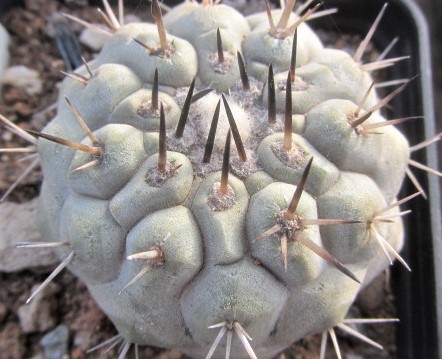 Copiapoa <br>cinerea