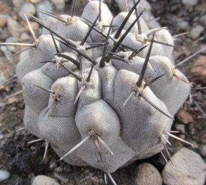 Copiapoa <br>cinerea