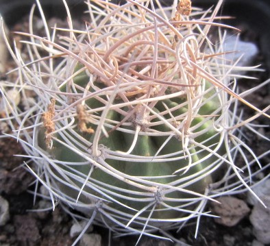 Lobivia <br>lateritia cintiensis