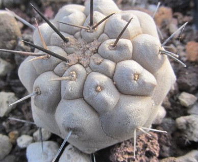 Copiapoa <br>cinerea