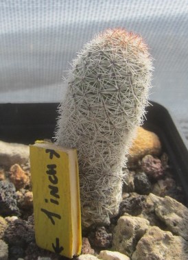 Escobaria <br>hendrickson