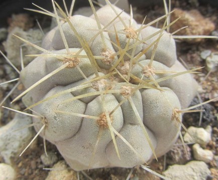 Copiapoa <br>haseltoniana