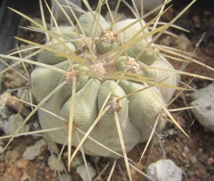 Copiapoa <br>haseltoniana