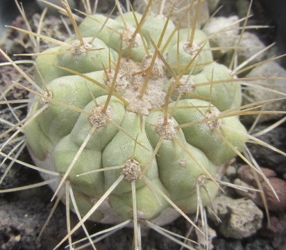 Copiapoa <br>haseltoniana