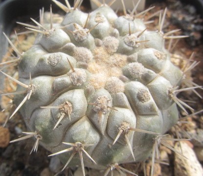 Copiapoa <br>columna alba