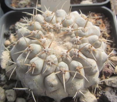 Copiapoa <br>columna alba
