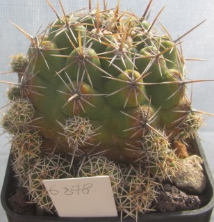 Thelocactus <br>leucacanthus f.