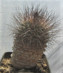 Turbinicarpus <br>gieldorfianus