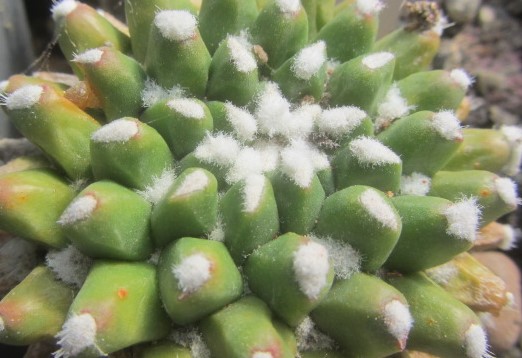 Mammillaria <br>compressa monstrosa inermis 