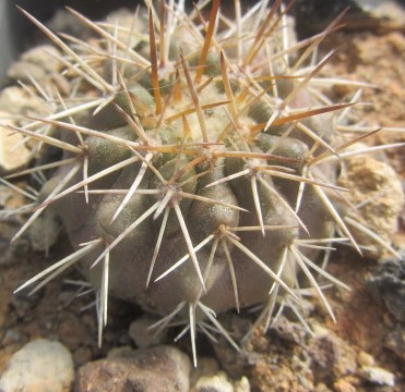 Copiapoa <br>serpentisulcata