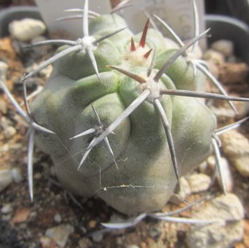 Copiapoa <br>coquimbana alticostata