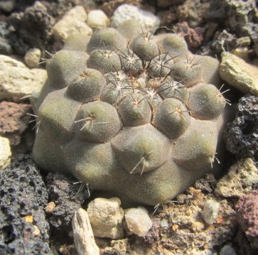 Copiapoa <br>hypogea forma