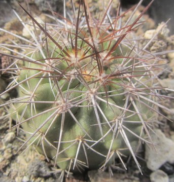 Copiapoa <br>rupestris