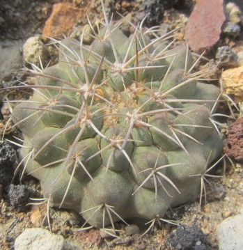 Copiapoa <br>rupestris