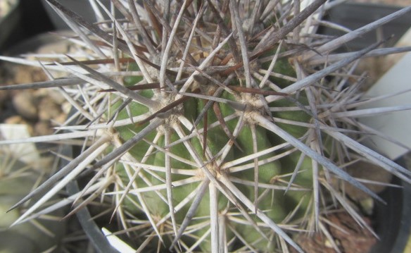 Copiapoa <br>rupestris desertorum