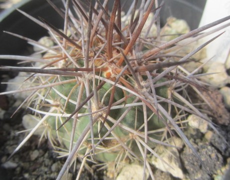 Copiapoa <br>rupestris desertorum