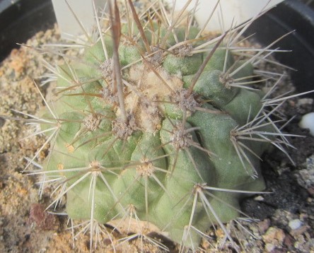 Copiapoa <br>rupestris